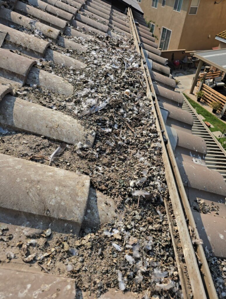 bird proofing in Apple Valley by Ten10 Shine Solutions