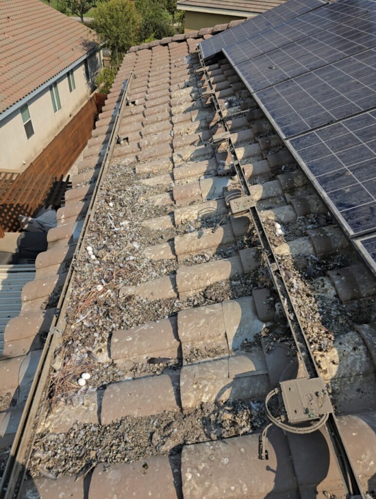 bird proofing in Apple Valley by Ten10 Shine Solutions